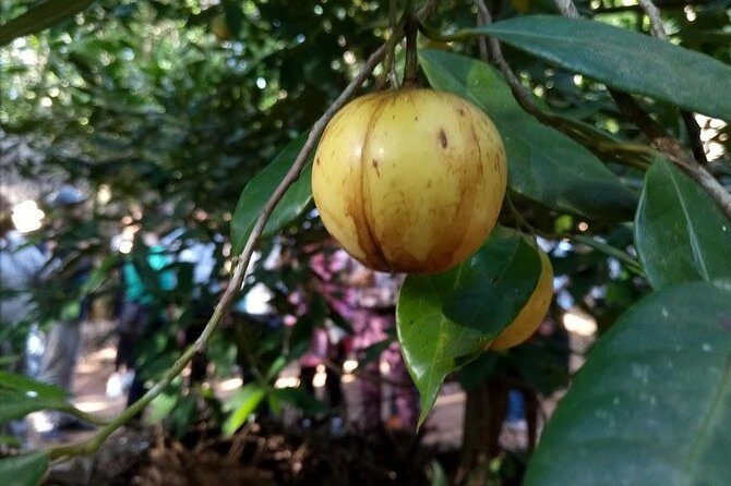 Zanzibar Spice Farm Tour - The Detailed Breakdown of the Zanzibar Spice Farm Tour