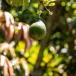 Zanzibar Spice tour - Practical Tips for Your Spice Adventure