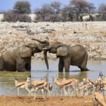 07 Days Highlight Of Namibia | Auto Tour Camping - Wildlife Encounters in Etosha National Park