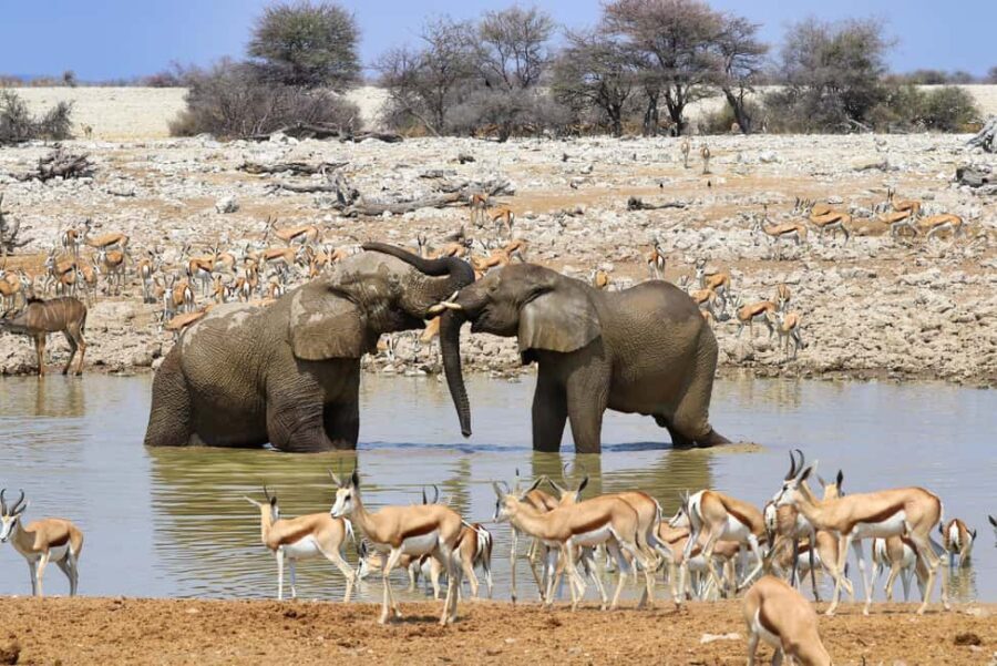 07 Days Highlight Of Namibia | Auto Tour Camping - Wildlife Encounters in Etosha National Park