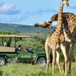 1/2 Day Hluhluwe Imfolozi Big 5 Tour from Richards Bay - The Itinerary Breakdown