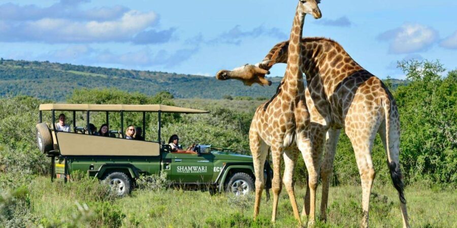 1/2 Day Hluhluwe Imfolozi Big 5 Tour from Richards Bay - The Itinerary Breakdown