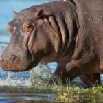 1/2 Day iSimangaliso Boat Safari Tour From Richards Bay - What to Expect on Your Boat Safari