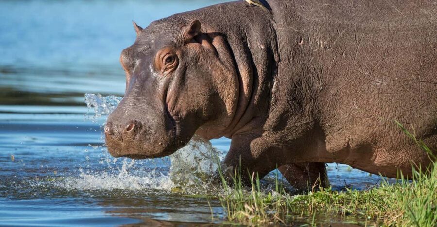 1/2 Day iSimangaliso Boat Safari Tour From Richards Bay - What to Expect on Your Boat Safari