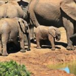 1/2 Day Phezulu Safari Park & Natal Lion Park from Durban - The Value of This Safari Experience