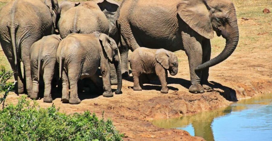 1/2 Day Phezulu Safari Park & Natal Lion Park from Durban - The Value of This Safari Experience