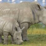 1/2 Day Tala Game Reserve & Phezulu Safari Park from Durban - The Itinerary Breakdown
