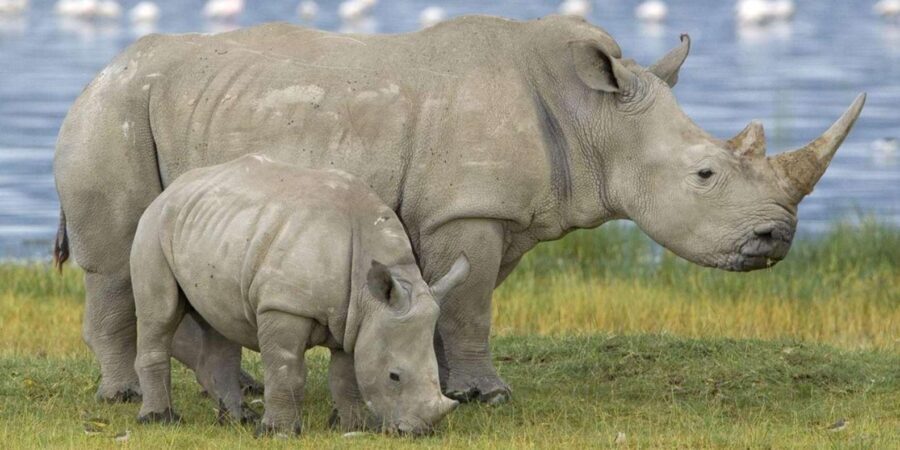 1/2 Day Tala Game Reserve & Phezulu Safari Park from Durban - The Itinerary Breakdown