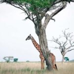 #1.Best Tarangire Day Trip Safari tour-ISMANI TOURS & SAFARI - The Sum Up