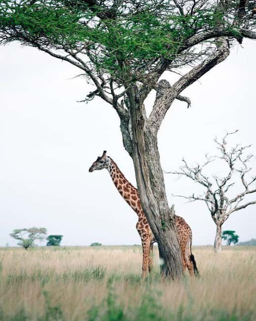 #1.Best Tarangire Day Trip Safari tour-ISMANI TOURS & SAFARI - The Sum Up