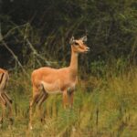 1 Day Akagera Wildlife Safari and Boat ride - Practical Details & Considerations
