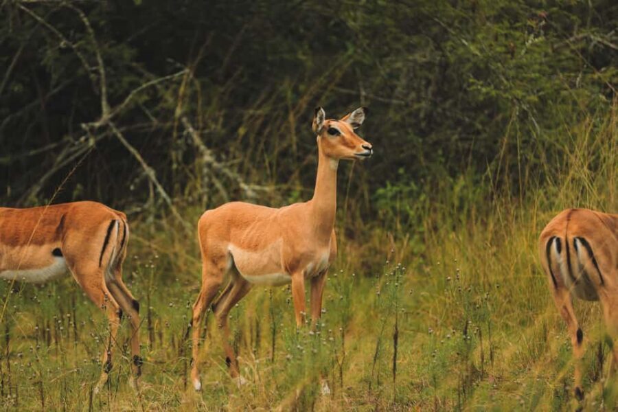 1 Day Akagera Wildlife Safari and Boat ride - Practical Details & Considerations