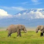 1 Day Amboseli National Park Tour With Masai Village Tour - Lunch and Leisure