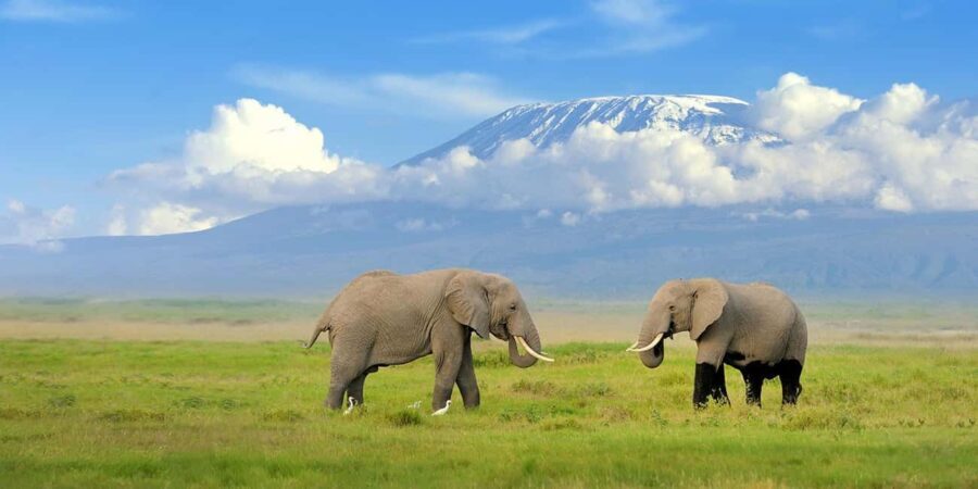 1 Day Amboseli National Park Tour With Masai Village Tour - Lunch and Leisure