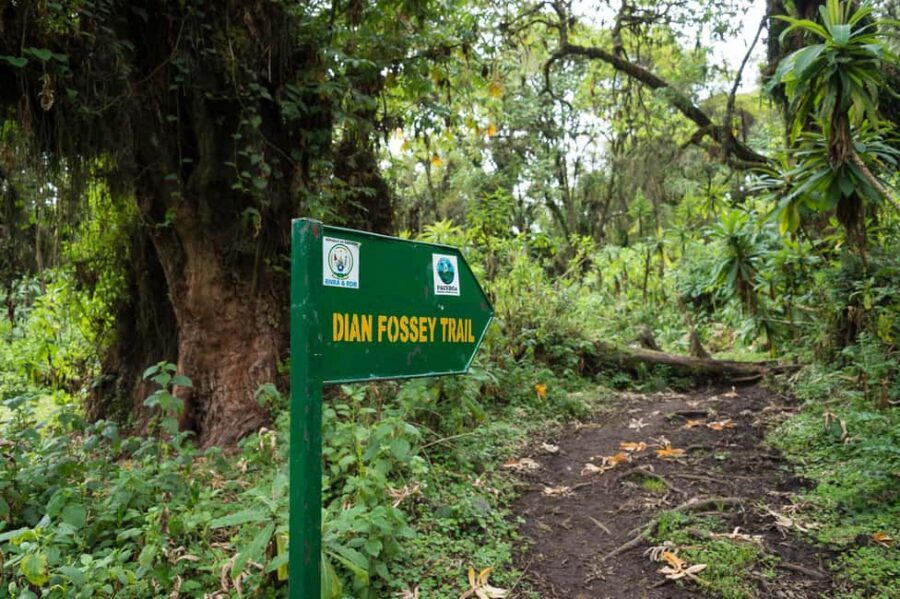 1 Day Bisoke Volcano Hike Tour - Practical Details and What’s Included