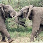 1-Day classic safari to Mikumi Park from Dar-es-Salam by car - What Makes This Safari Stand Out?