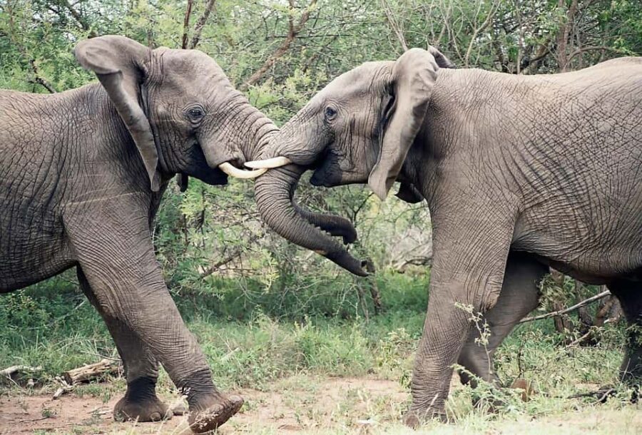 1-Day classic safari to Mikumi Park from Dar-es-Salam by car - What Makes This Safari Stand Out?