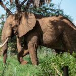 1-Day experience safari to Mikumi from Dar-es-Salaam by car - Is It Worth the Price?