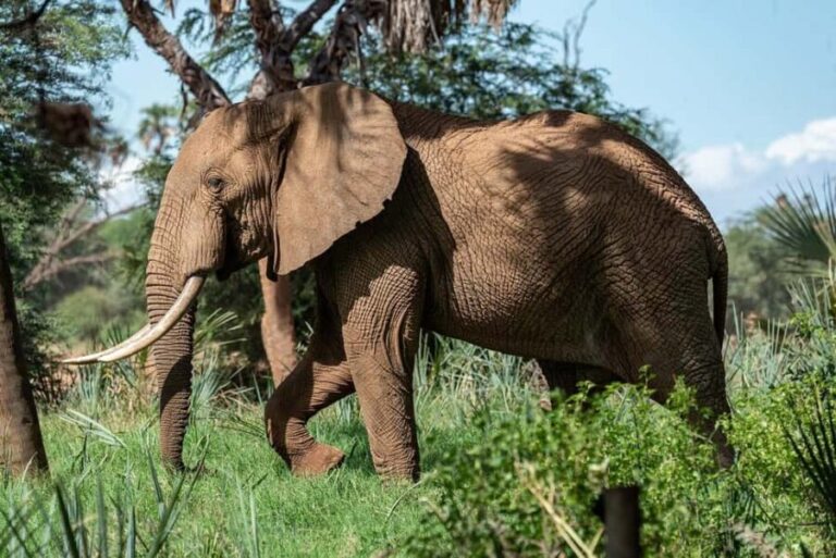 1-Day experience safari to Mikumi from Dar-es-Salaam by car - Is It Worth the Price?