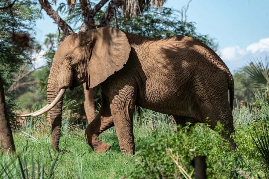 1-Day experience safari to Mikumi from Dar-es-Salaam by car - Is It Worth the Price?