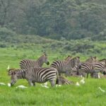 1-Day: Flying Safari from Zanzibar to Mikumi - Practical Considerations