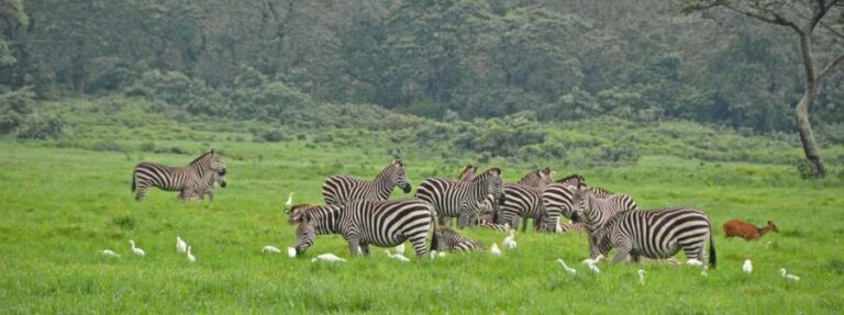 1-Day: Flying Safari from Zanzibar to Mikumi - Practical Considerations
