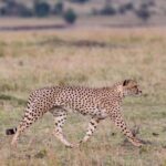 1-Day flying safari from Zanzibar to Mikumi Park with Lunch - The Practical Details