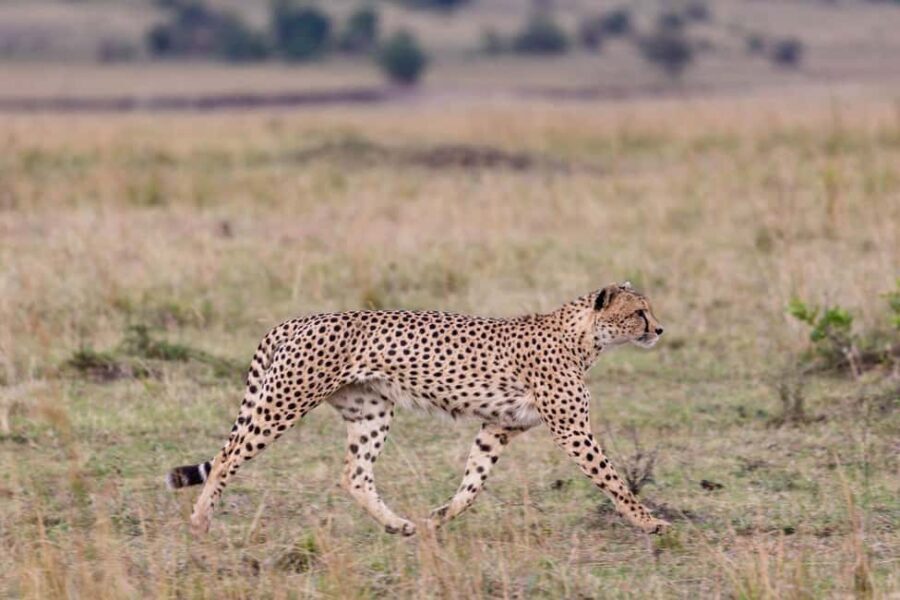 1-Day flying safari from Zanzibar to Mikumi Park with Lunch - The Practical Details