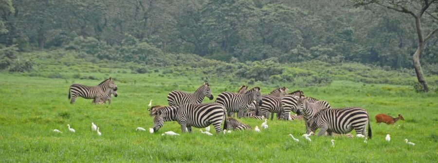 1-Day: Flying Safari from Zanzibar to Mikumi - Practical Considerations