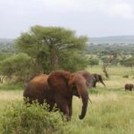 1-Day fyling safari to Nyerere National Park from Zanzibar - What to Expect and Practical Considerations