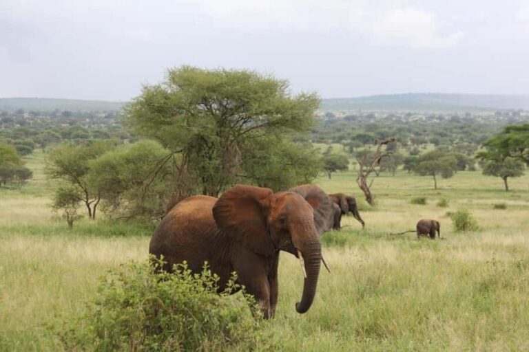 1-Day fyling safari to Nyerere National Park from Zanzibar - What to Expect and Practical Considerations