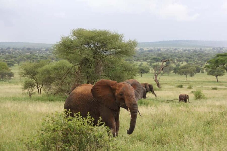 1-Day fyling safari to Nyerere National Park from Zanzibar - What to Expect and Practical Considerations