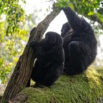 1 Day Gorilla Trekking Tour in Bwindi from Kigali - The Journey: From Kigali to Bwindi