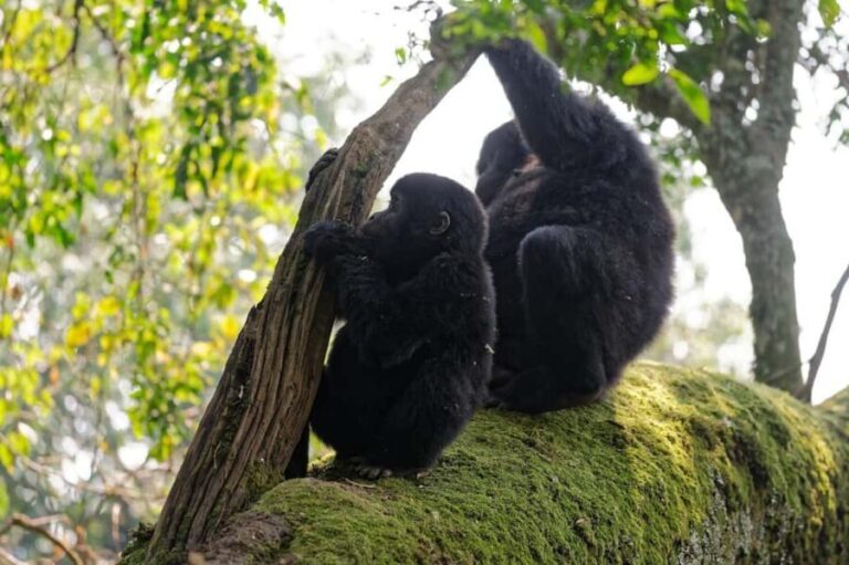 1 Day Gorilla Trekking Tour in Bwindi from Kigali - The Journey: From Kigali to Bwindi