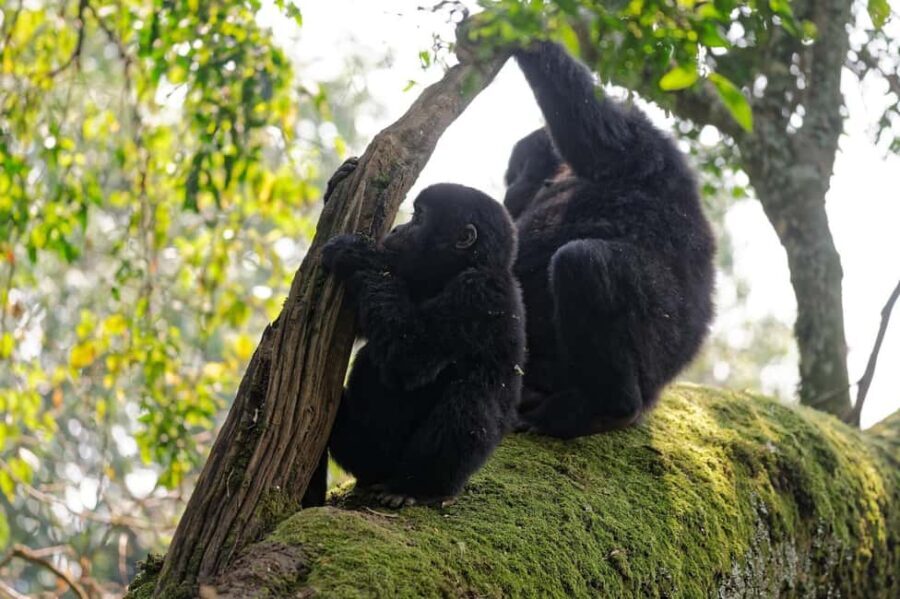 1 Day Gorilla Trekking Tour in Bwindi from Kigali - The Journey: From Kigali to Bwindi