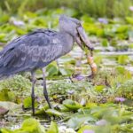 1-Day Mabamba Shoebill Birding Tour in Lake Victoria Entebbe - Authentic Traveler Experiences