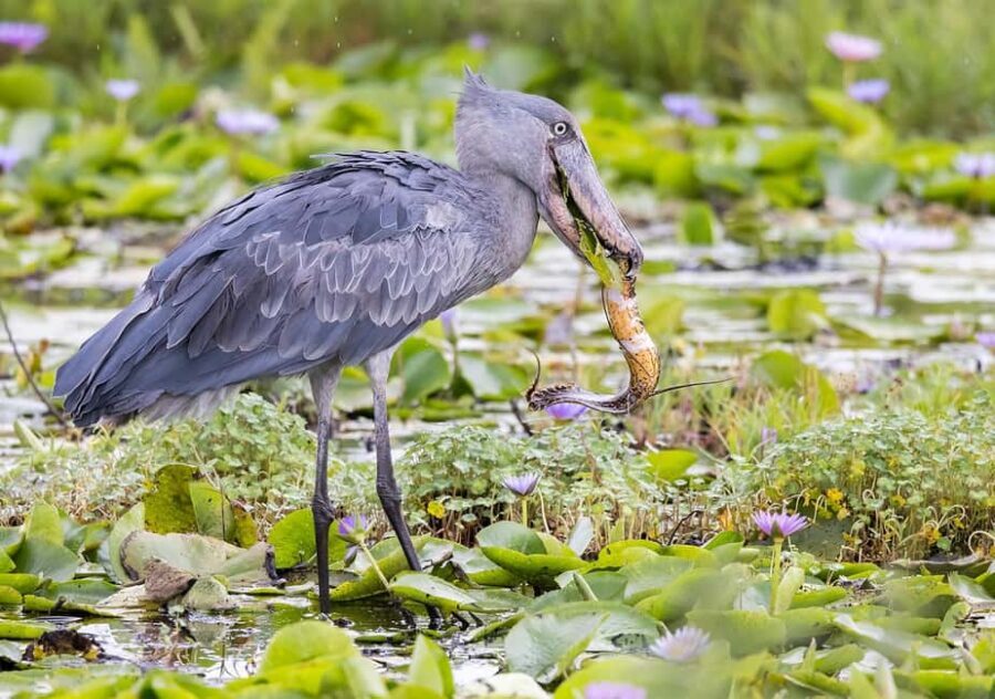 1-Day Mabamba Shoebill Birding Tour in Lake Victoria Entebbe - Authentic Traveler Experiences