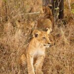 1-Day Private Safari to Lake Manyara National Park - The Practicalities of the Tour