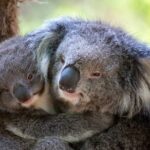1 day Puffing Billy Steam Train and Wildlife Tour from Melbourne - The Practicalities: What to Expect