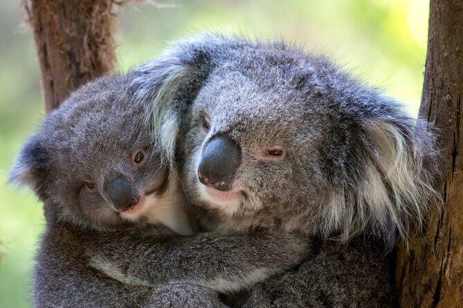 1 day Puffing Billy Steam Train and Wildlife Tour from Melbourne - The Practicalities: What to Expect