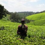 1-Day Purple Tea Farm Tour from Nairobi -Tea Tasting & lunch - Gatura Greens and the Tea Tasting