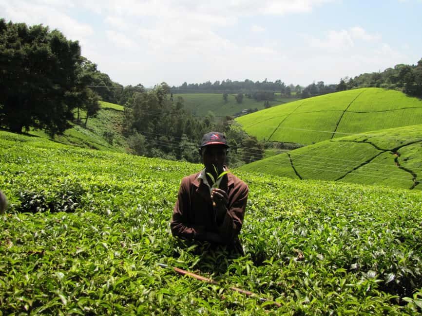 1-Day Purple Tea Farm Tour from Nairobi -Tea Tasting & lunch - Gatura Greens and the Tea Tasting