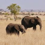 1-Day safari from Dar-es-Salaam to Mikumi N. Park by car - Why This Tour Works Well