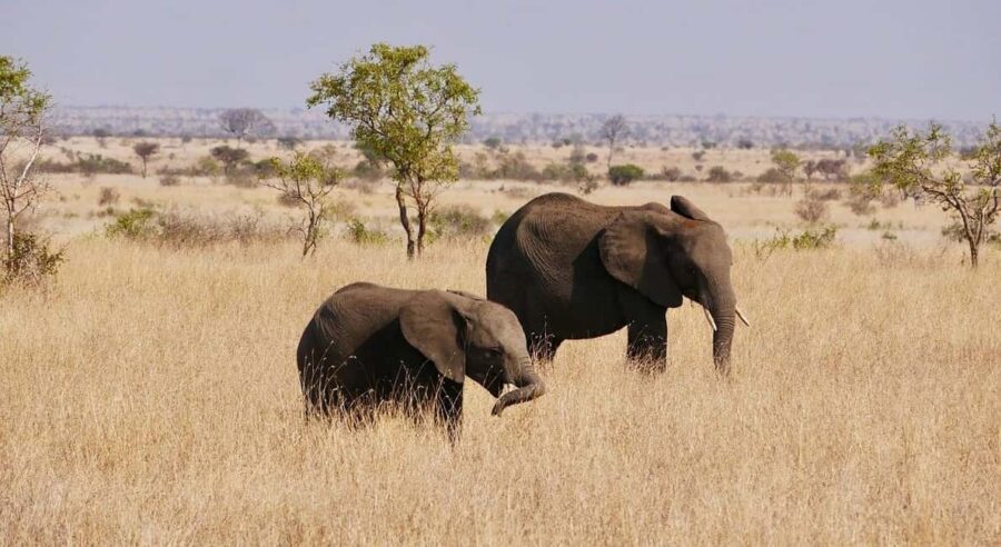 1-Day safari from Dar-es-Salaam to Mikumi N. Park by car - Why This Tour Works Well