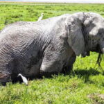 1 DAY SAFARI TO AMBOSELI NATIONAL PARK - Who Is This Safari Best For?