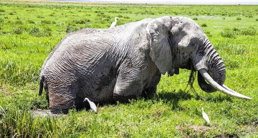 1 DAY SAFARI TO AMBOSELI NATIONAL PARK - Who Is This Safari Best For?