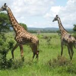 1-Day trip adventure to Mikumi Park from Zanzibar by flight - What’s Included and Additional Info