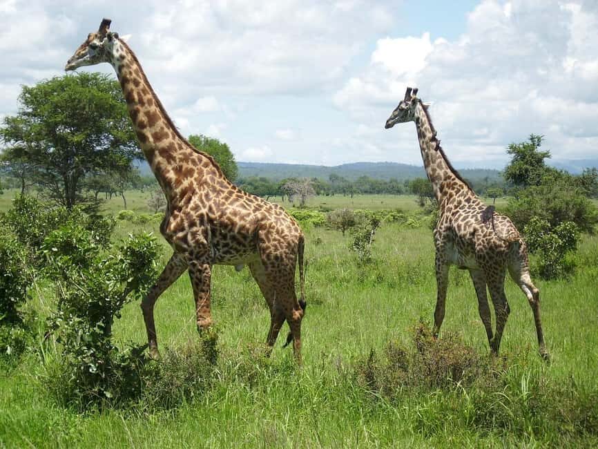1-Day trip adventure to Mikumi Park from Zanzibar by flight - What’s Included and Additional Info