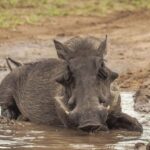 1-Day trip experience from Zanzibar to Mikumi Park by flight - What’s Included and What to Expect