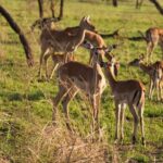 1 Day Trip Lake Manyara National Park - An In-Depth Look at the Lake Manyara Safari Experience